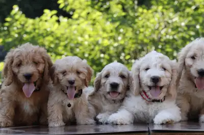 Mini Goldendoodle Puppies(f1b), View more