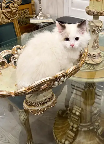 Ragdoll kittens, Pure pure very fine quality, lap kittens, View more