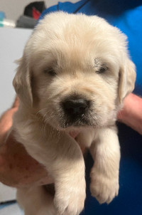 CKC Registered Golden Retriever Puppies - OFA health tested