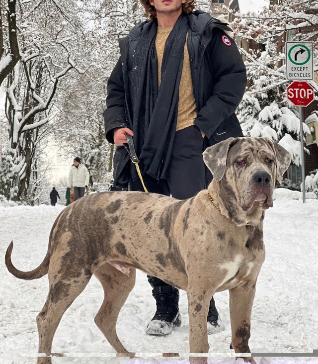 Quality Neapolitan Mastiff Molasses Bloodline, rarest colour Dogs