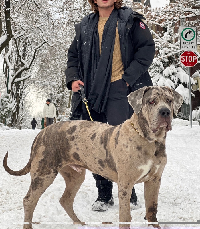 Quality Neapolitan Mastiff Molasses Bloodline, rarest colour Dogs