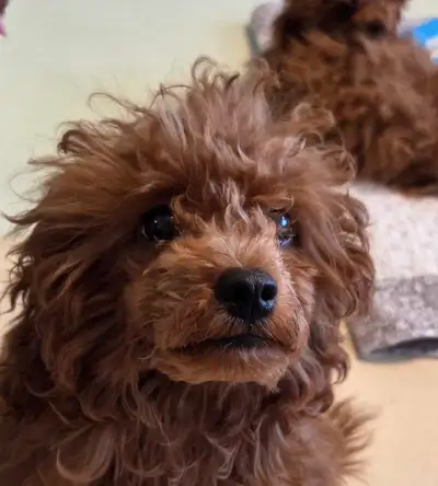 Red Toy Poodle Male Puppy – Korean Bloodline – 4.5 Months Old, View more