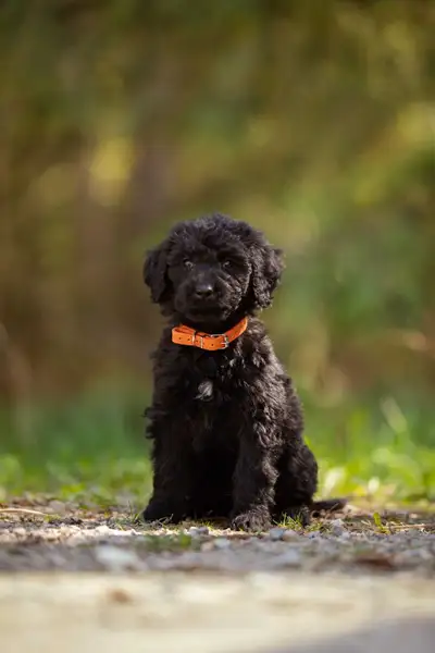 F1B small Bernedoodle puppies, View more