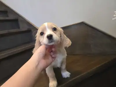 Cockapoo Puppies – Born Dec 29, Ready for New Homes in March, View more