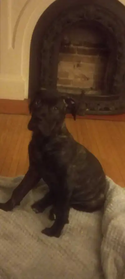 Cane Corso German Shepherd mix Persa Canario puppy 4 mos, View more