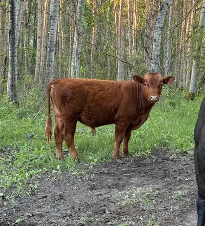1 year old Dexter bull for sale. We were going to use him on or heifers but ended up keeping to many...