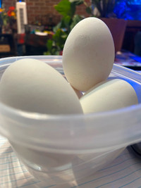 Fresh Geese & Duck Eggs