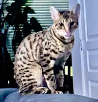 Savannah cat 