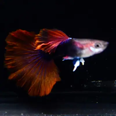 Find Your Aquarium’s Next Standout Guppy, View more