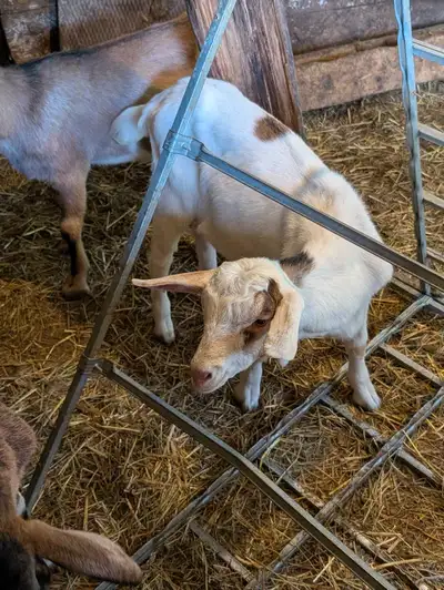 Billy Goat , View more