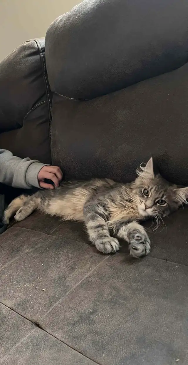 chatons mainecoon in Cats & Kittens for Rehoming in Lac-Saint-Jean - Image 2