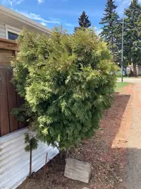  Free shrub