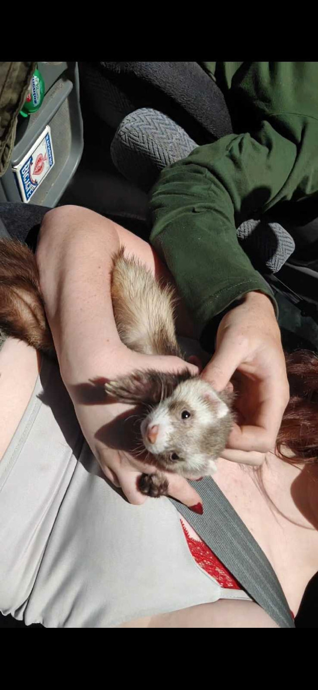Ferrets rehoming  in Other Pets for Rehoming in Comox / Courtenay / Cumberland
