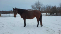 2007 TB mare in foal to Mind Control