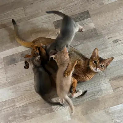 Bonjour !? Nous avons actuellement 2 chatons de disponible … 1 mâle fawn & 1 mâle bleu ! Nous vous i...