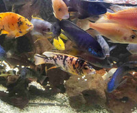  " ,,,reste les poissons aquarium vendu ,très beau cichlides ,