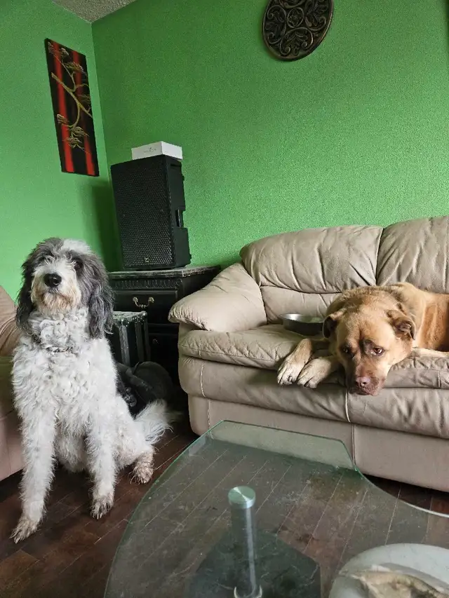 PYRENEES/ POODLE. PYREDOODLE in Dogs & Puppies for Rehoming in Winnipeg - Image 3