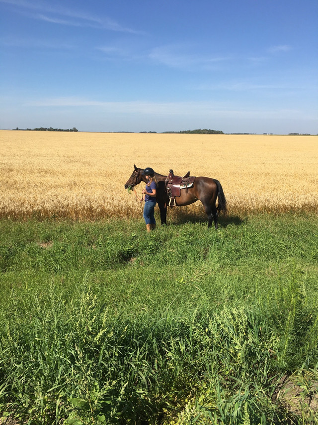 17 year old QH mare for sale in Horses & Ponies for Rehoming in Portage la Prairie