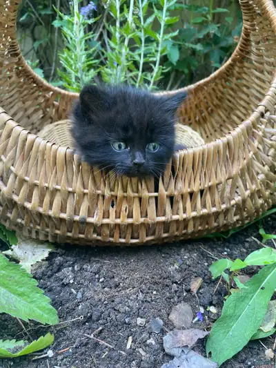 chaton semi  angora, View more