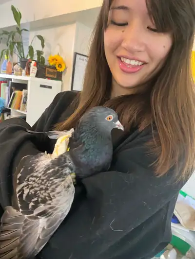 loving domestic Pigeon, View more