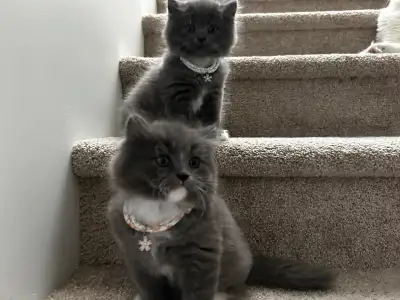 Persian x Ragdoll Kittens, View more