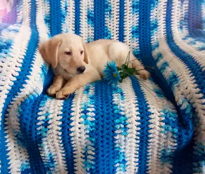 Gorgeous Labrador Retriever Puppy!!, View more
