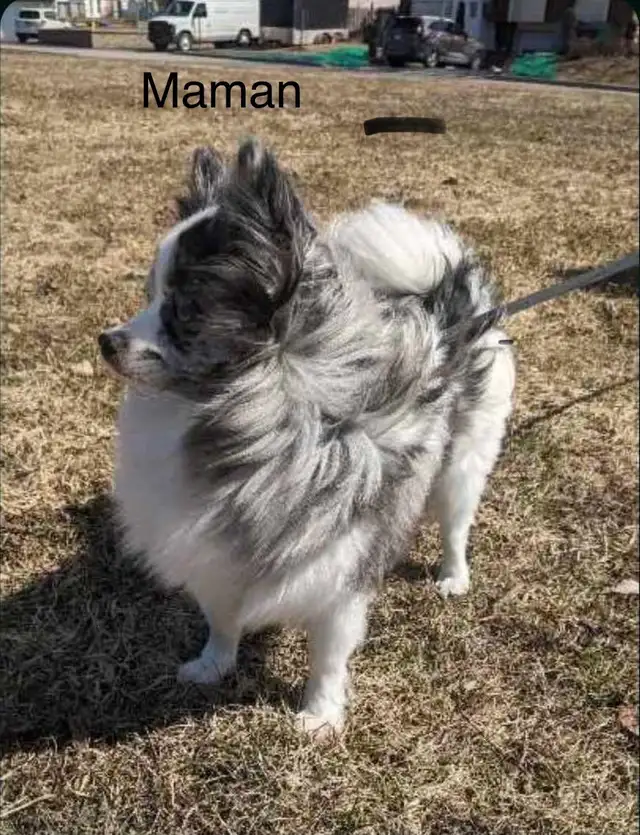 2 mâles Pomeranien in Dogs & Puppies for Rehoming in Laval / North Shore - Image 9