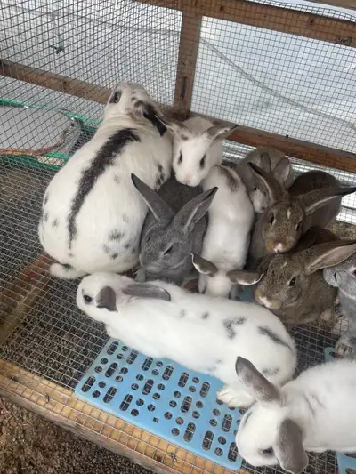 Born February 6th and ready for their new homes. Cali/NZ/Chin crosses. Pets or breeders, all bunnies...