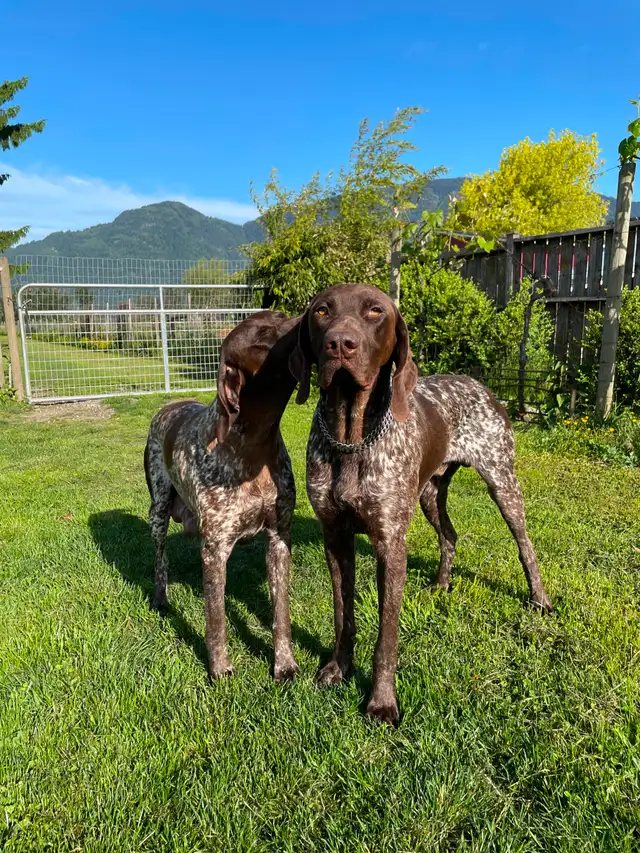 GSP Puppies (CKC Registered) German Shorthaired Pointers in Dogs & Puppies for Rehoming in Chilliwack - Image 6