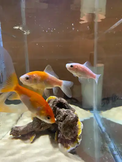 Cichlid and Goldfish, View more