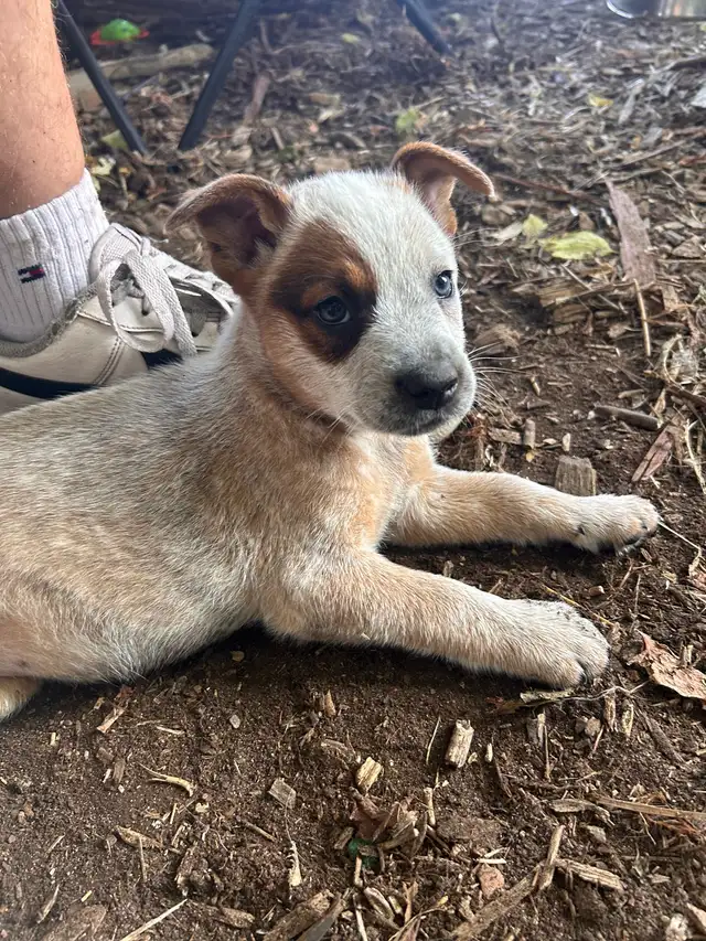 chiot bouvier australien in Dogs & Puppies for Rehoming in West Island - Image 7