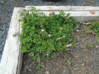 Mugwort Plant/Herb