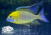 SALES   African Cichlids - Lethrinops    Yellow Collar