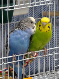 Pair of Budgies For Sale
