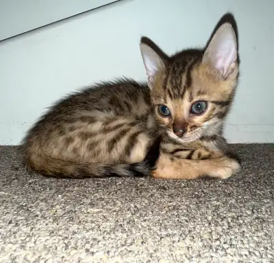 bébé bengal, View more