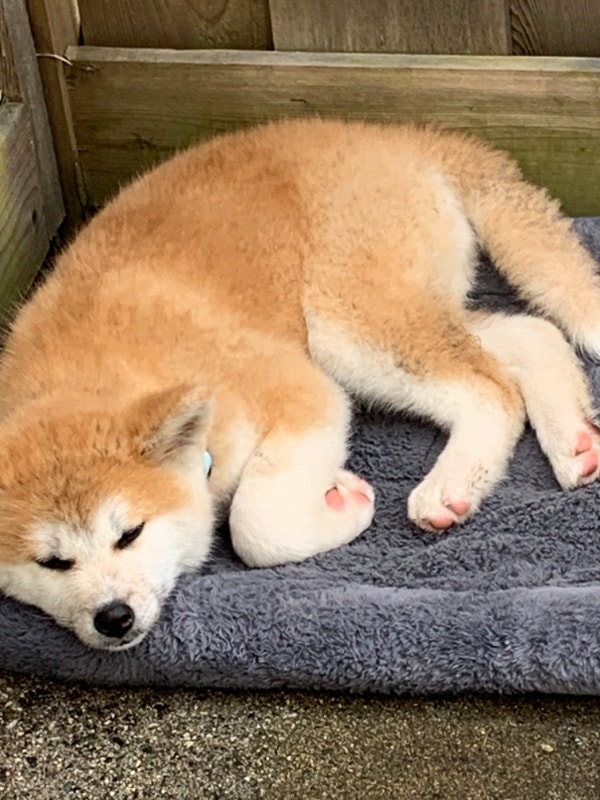 Akita Inu Dogs & Puppies for Rehoming Richmond Kijiji