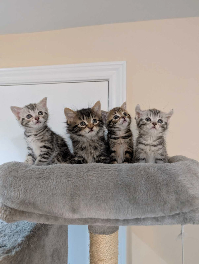 Baby Female Kittens Dewormed in Cats & Kittens for Rehoming in Mississauga / Peel Region