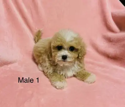 Beautiful bichon poodle pups, View more