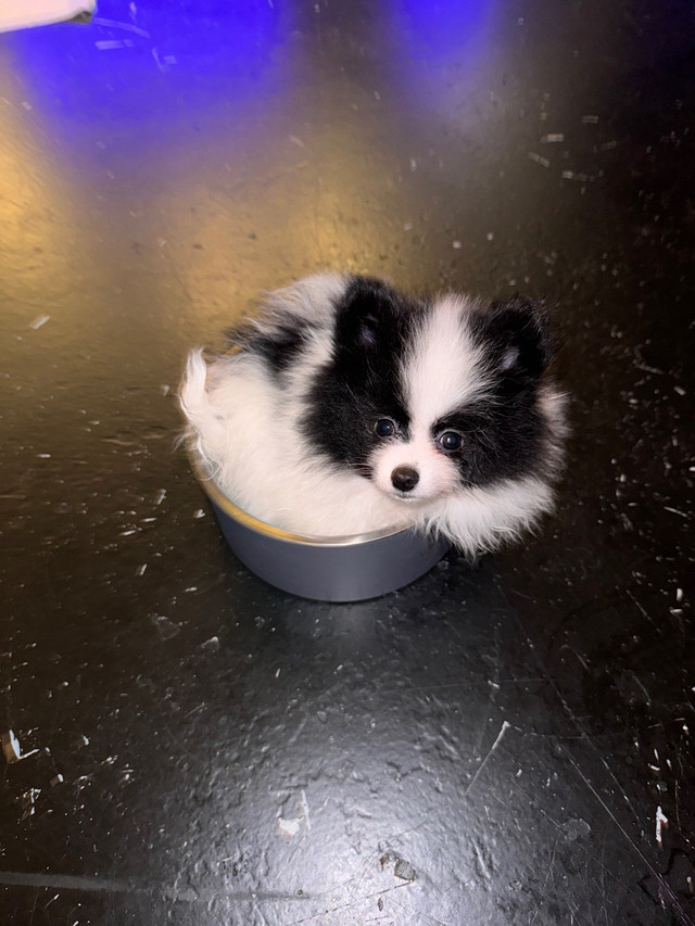 Pomeranians special markings ONLY 2 LEFT (10 weeks old) dans Chiens et chiots à adopter  à Ville de Montréal - Image 3