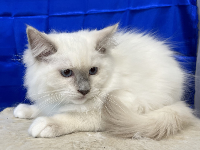 WONDERFUL REGISTERED PUREBRED RAGDOLL - NEUTERED - 1 LEFT in Cats & Kittens for Rehoming in Delta/Surrey/Langley - Image 2