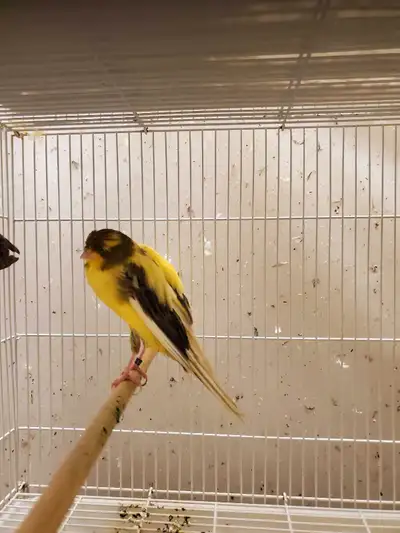 Need to rehome two pair of yorkshir canaries, the reason I'm moving no space for them