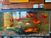 Large Pond goldfish