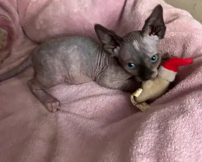 Sphinx kittens, View more