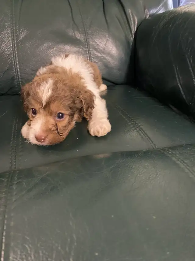 Cockapoo puppies | Dogs & Puppies for Rehoming | 100 Mile House | Free ...