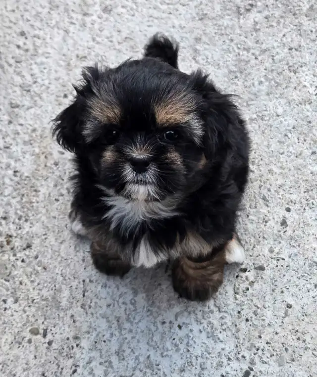 Ready to go Full Shih tzu  NO Deposit required in Dogs & Puppies for Rehoming in Edmonton - Image 7