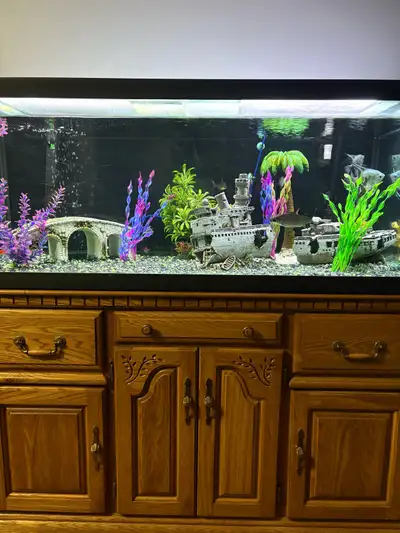 2 Angel Fish 2 Baka Sharks 2 Gourami 2 Bristlenose Algae Eaters 2 Catfish 2 Clown Loaches 3 Tetras A...