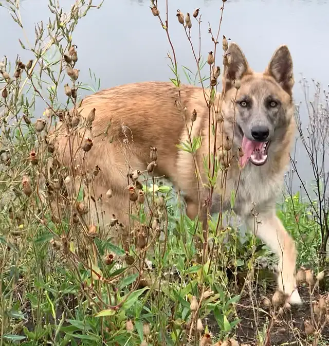TAMASKAN SHEPHERD PUPS in Dogs & Puppies for Rehoming in Edmonton - Image 11