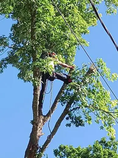 Tree - Removal, View more