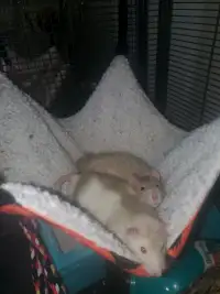  Pet Rats 