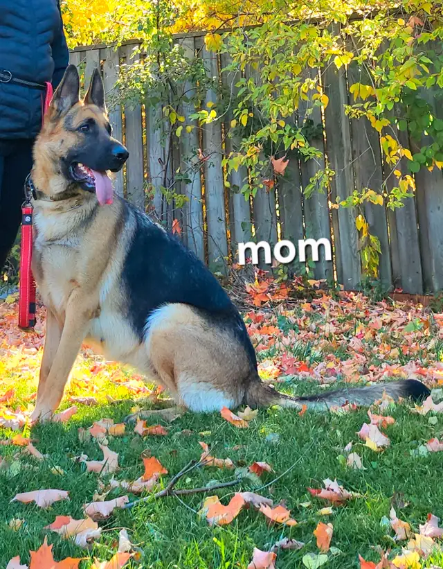 Purebred Working Line German sheperd puppies in Dogs & Puppies for Rehoming in City of Toronto - Image 10